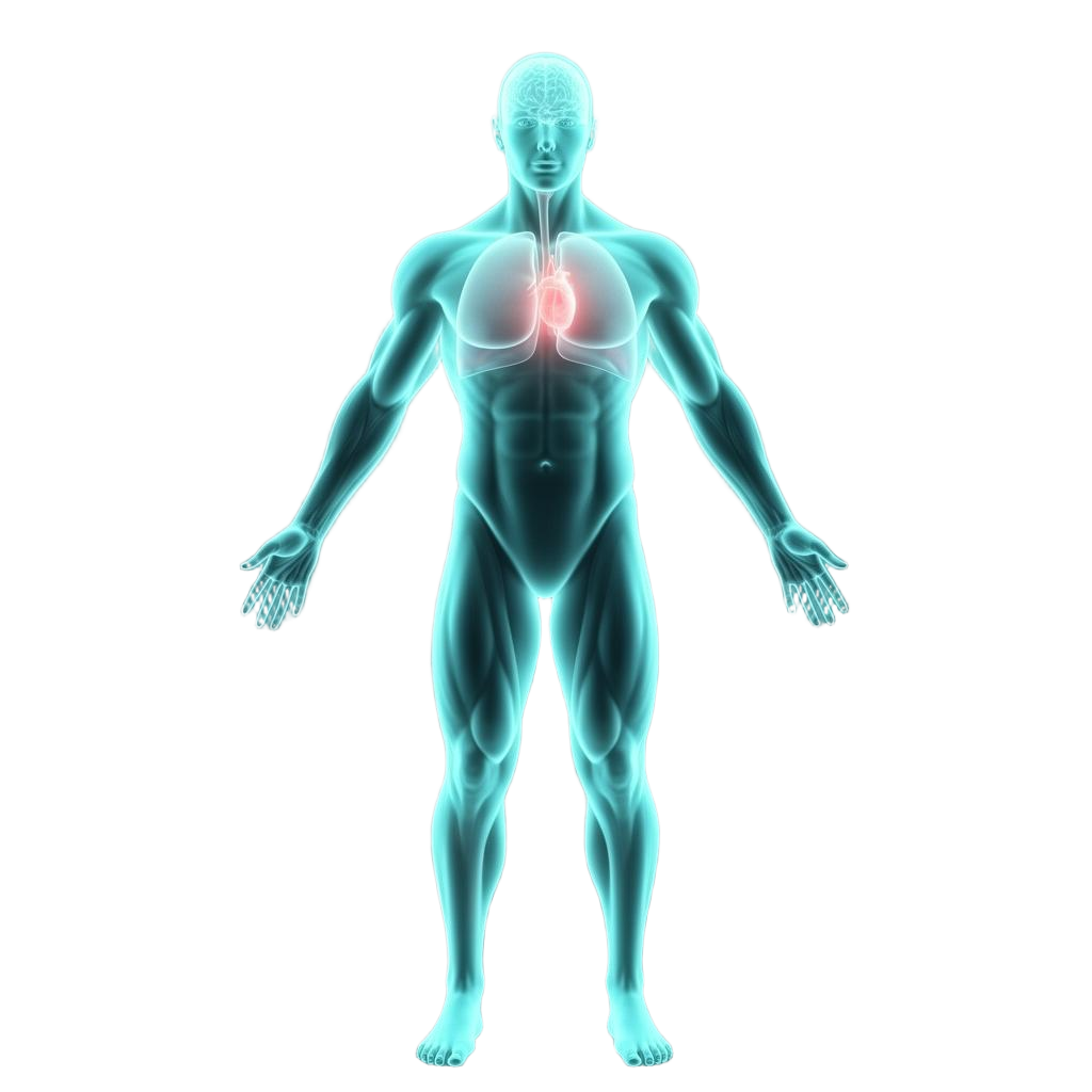 Holographic anatomical human body visualization